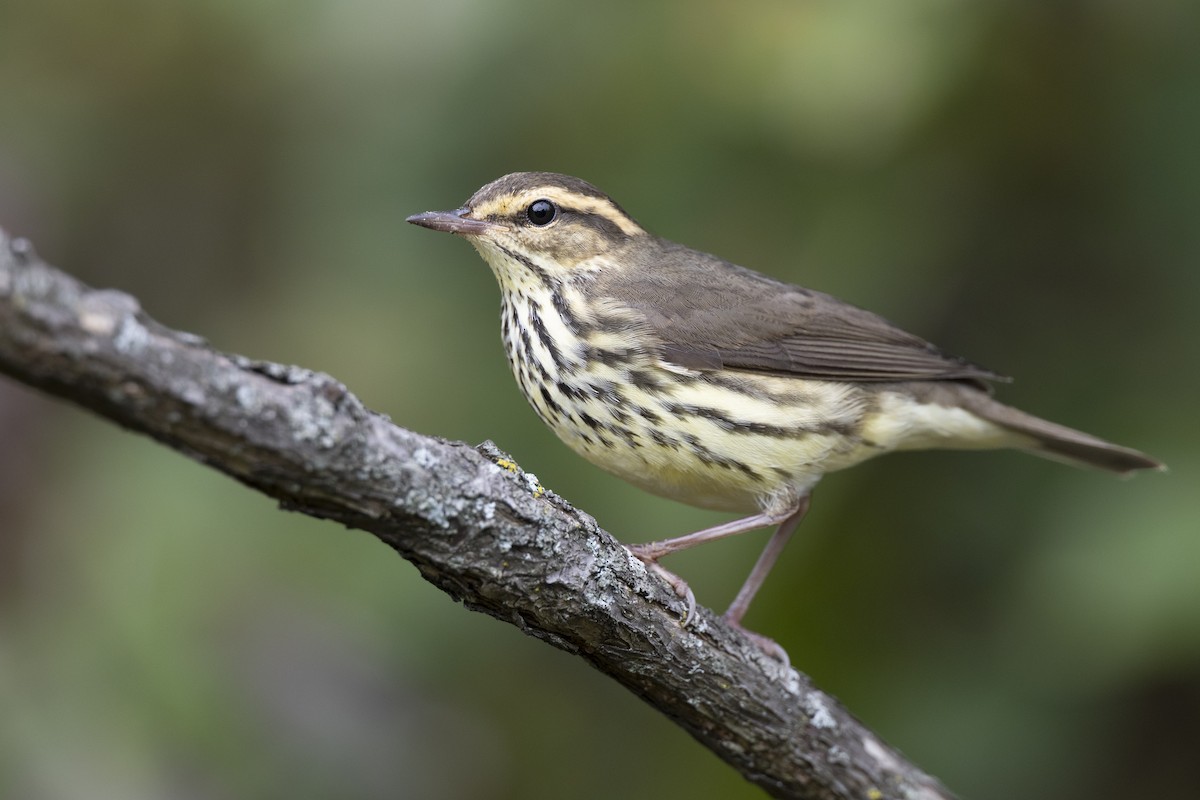 Northern Waterthrush - ML646444546