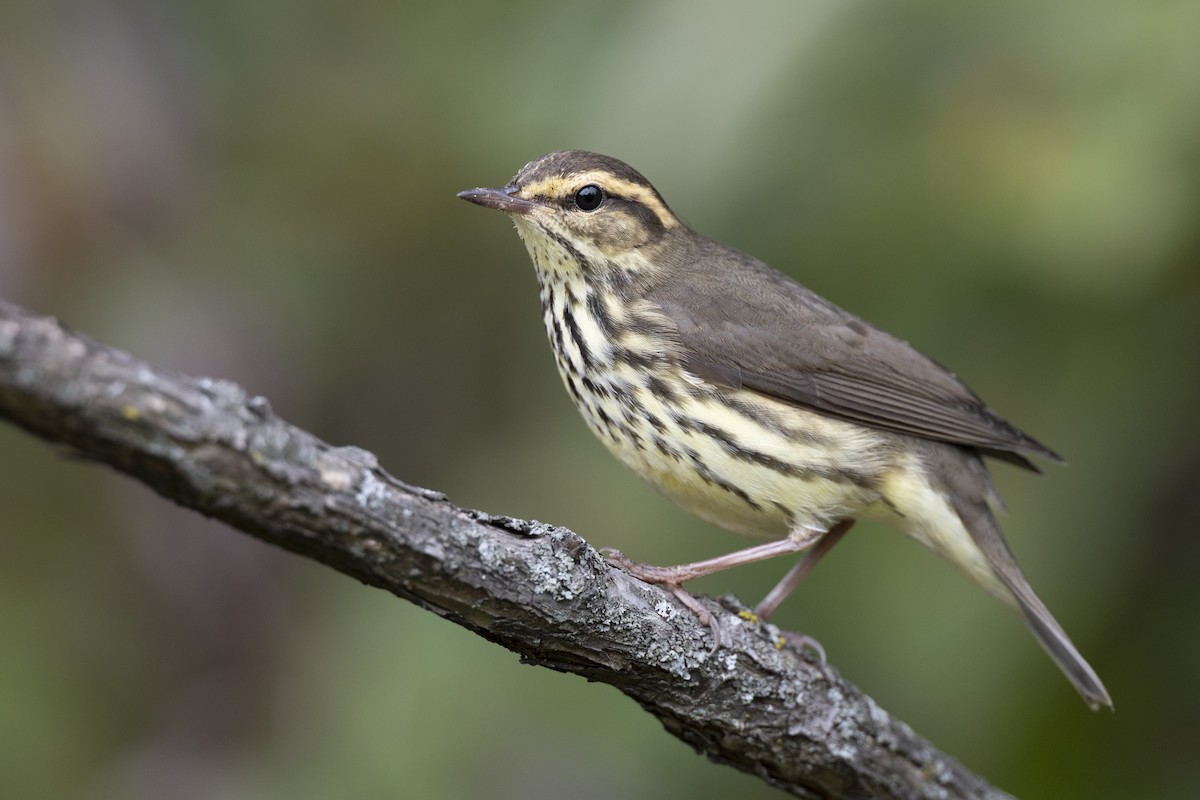 Northern Waterthrush - ML646444547