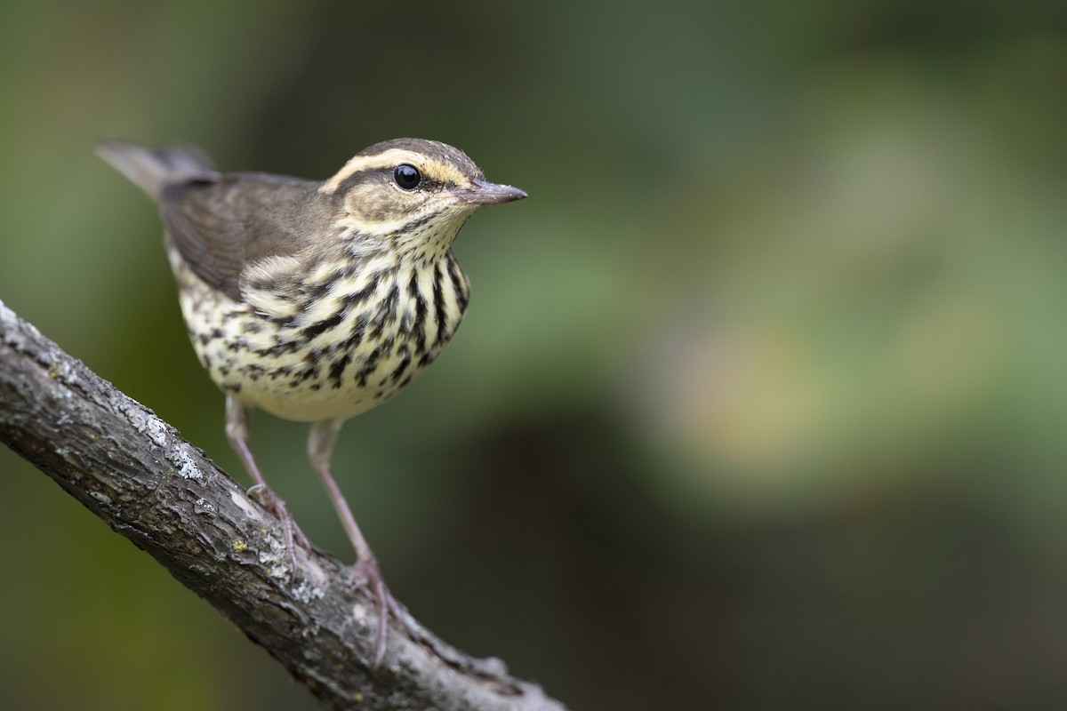 Northern Waterthrush - ML646444548