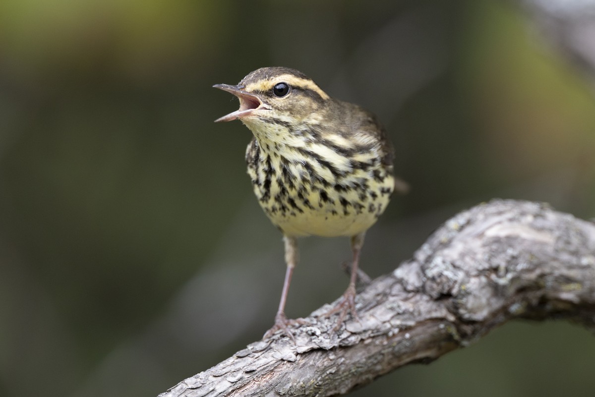 Northern Waterthrush - ML646444549