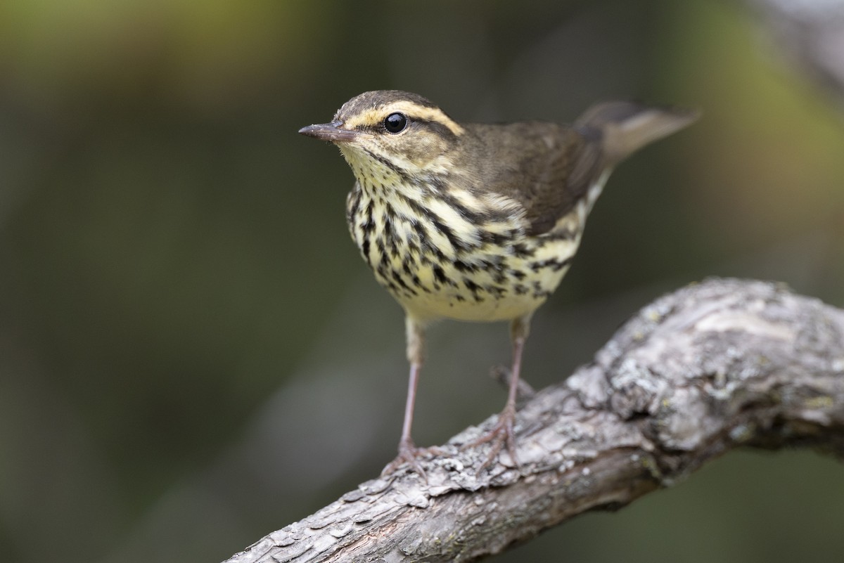 Northern Waterthrush - ML646444550