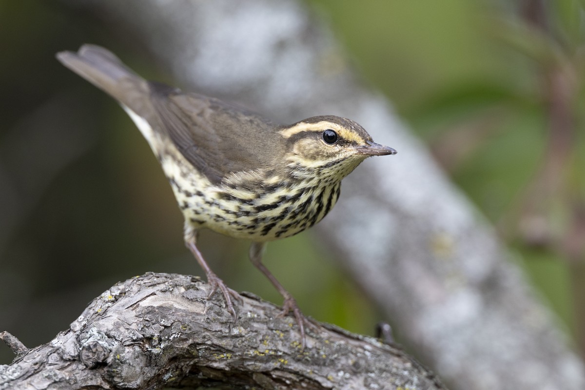 Northern Waterthrush - ML646444551