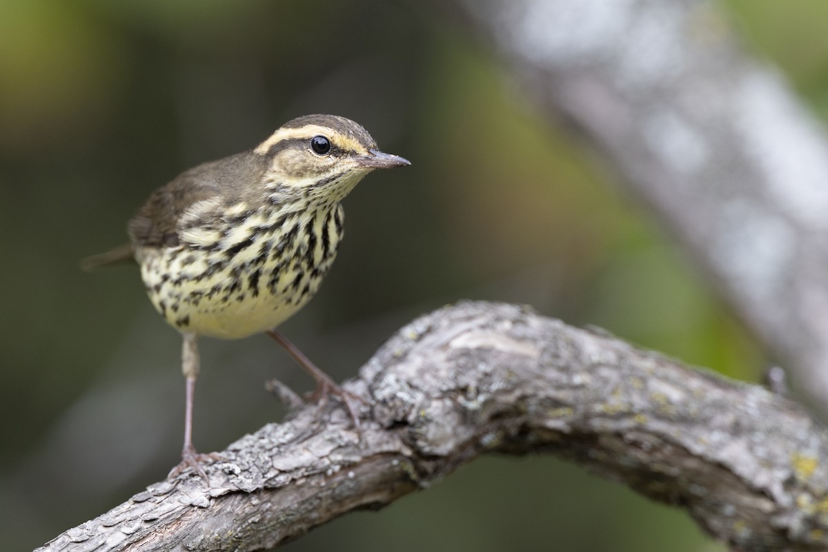 Northern Waterthrush - ML646444552