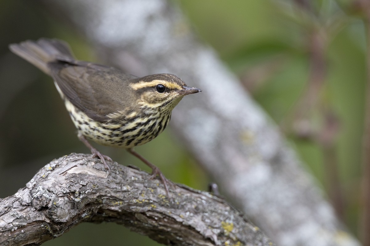 Northern Waterthrush - ML646444553