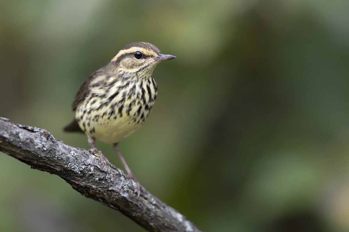 Northern Waterthrush - ML646444554