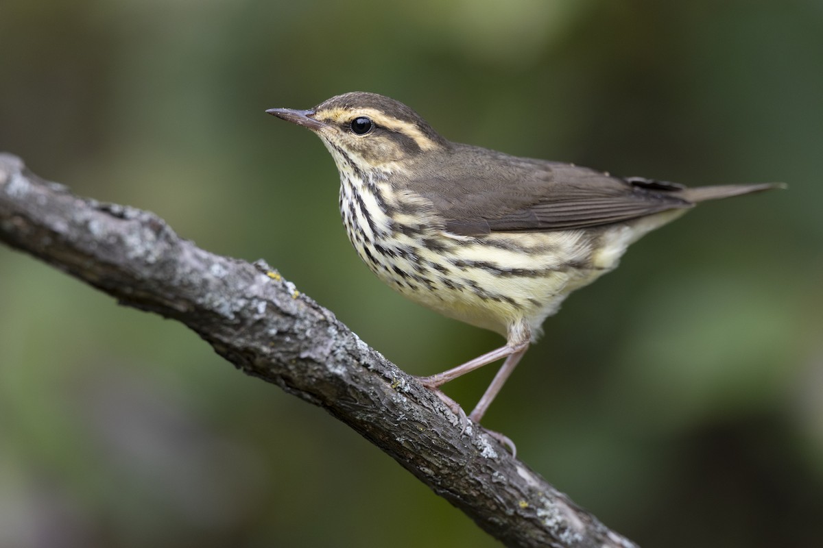 Northern Waterthrush - ML646444555
