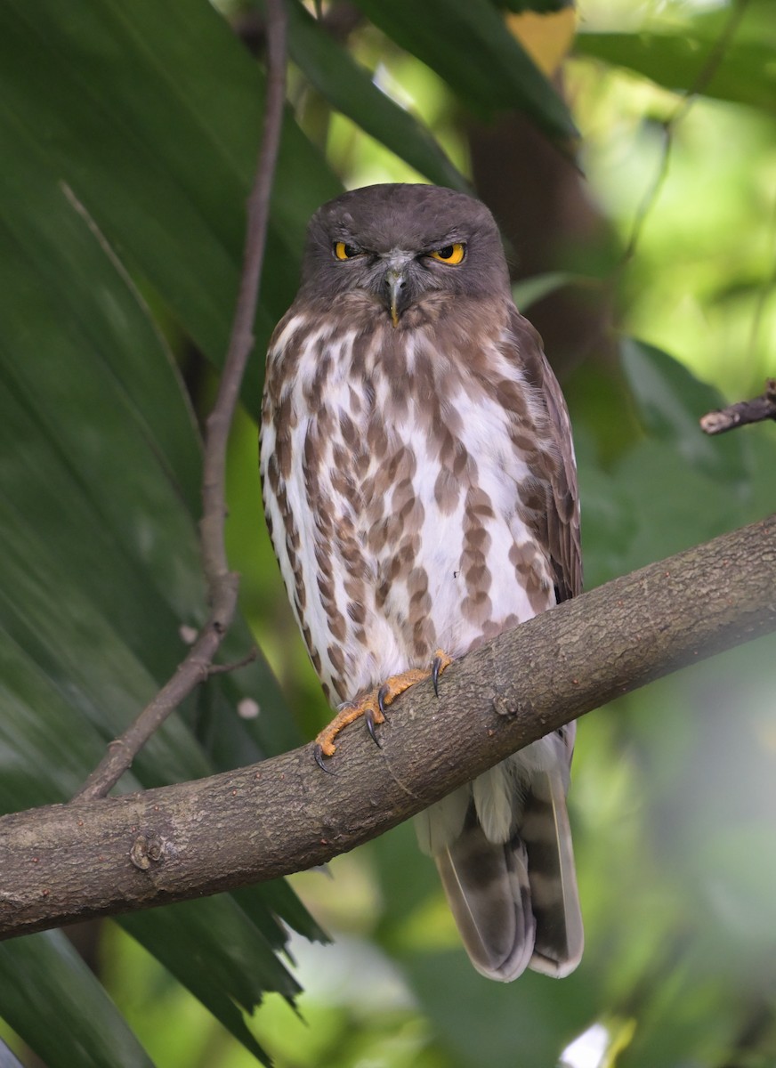 褐鷹鴞 - ML646444558