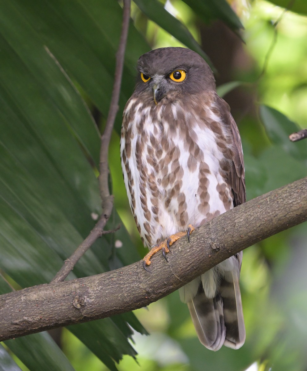 褐鷹鴞 - ML646444559