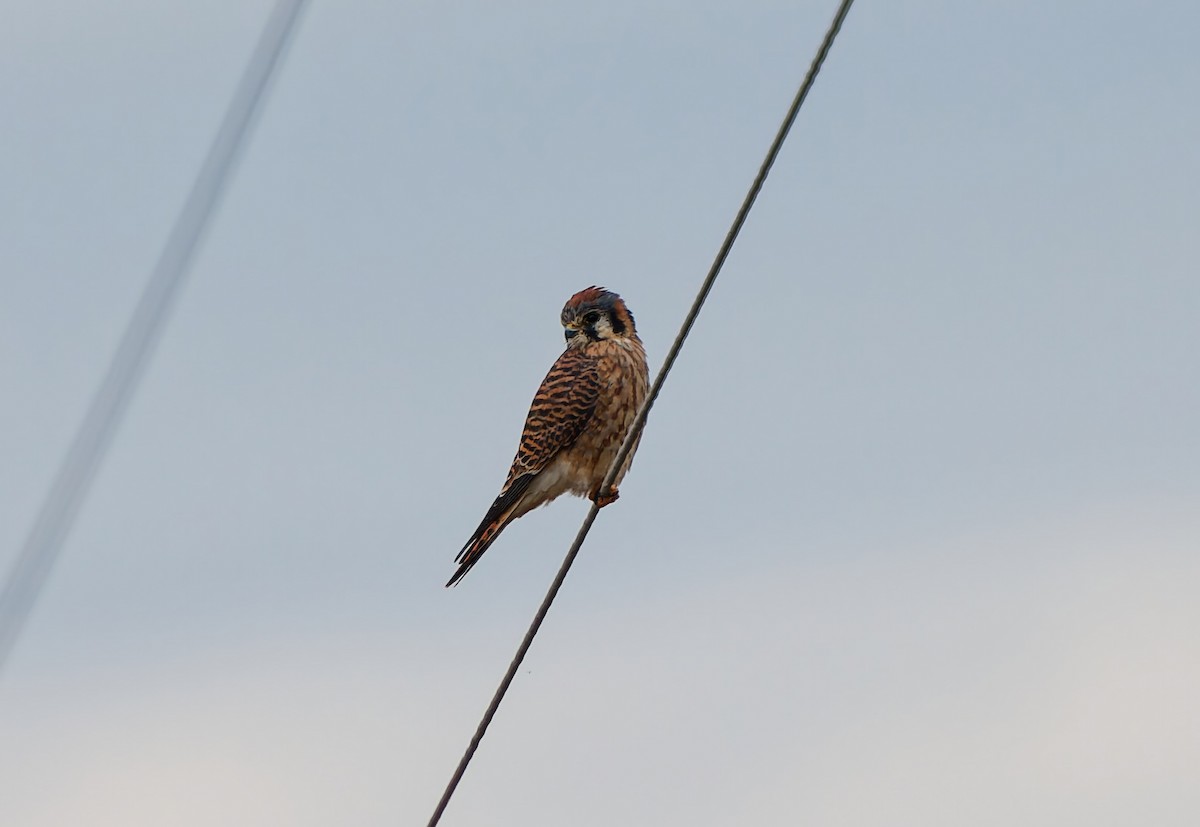 Воробьиная пустельга - ML646444560