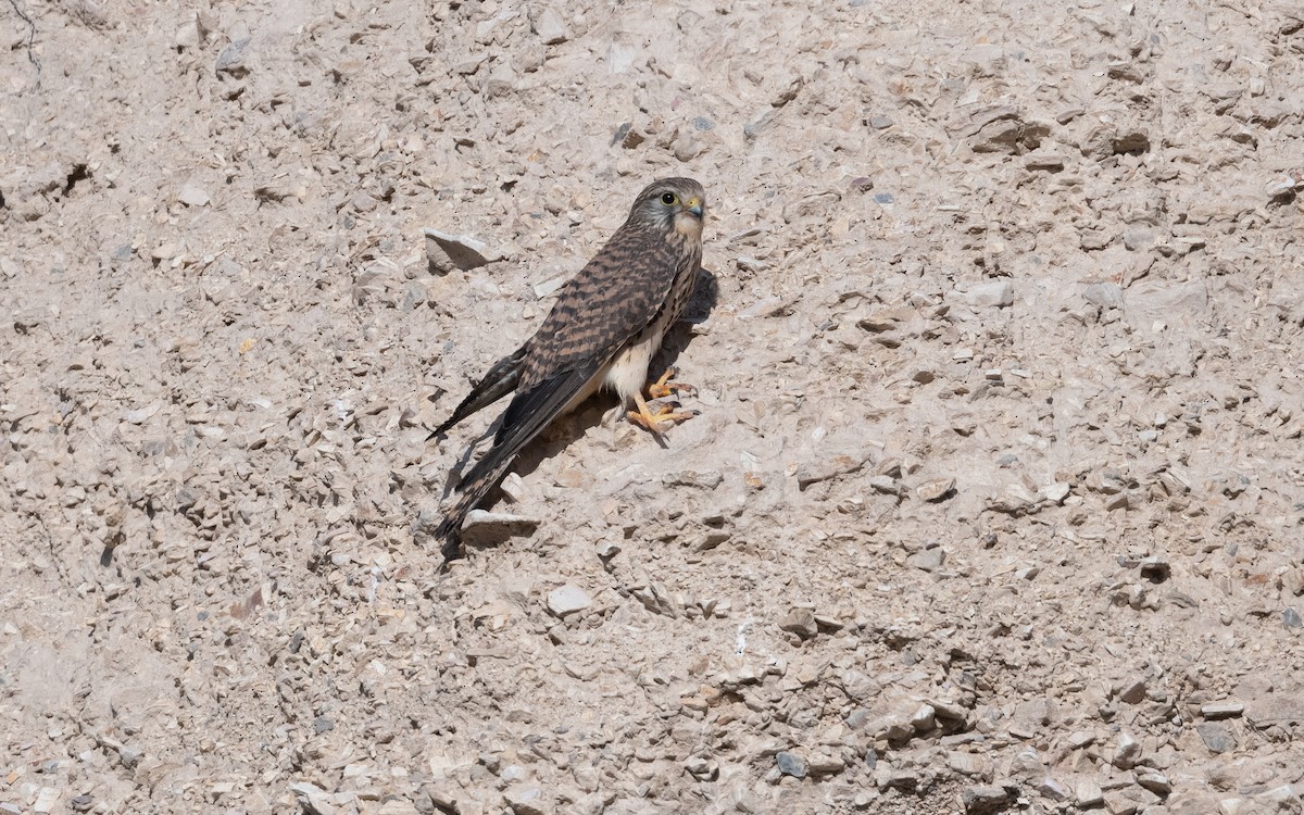 Cernícalo Vulgar - ML646444561