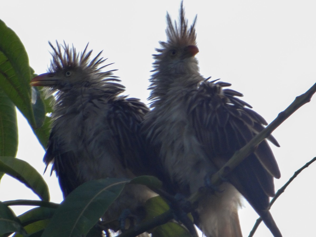 Guira Cuckoo - ML646444562