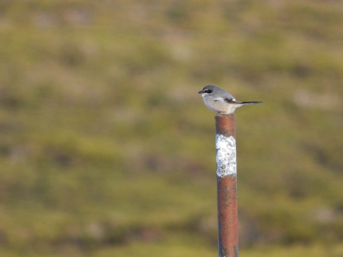 Iberian Gray Shrike - ML646444564