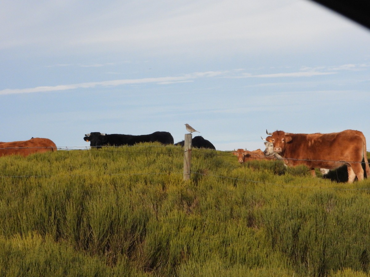 Water Pipit - ML646444566