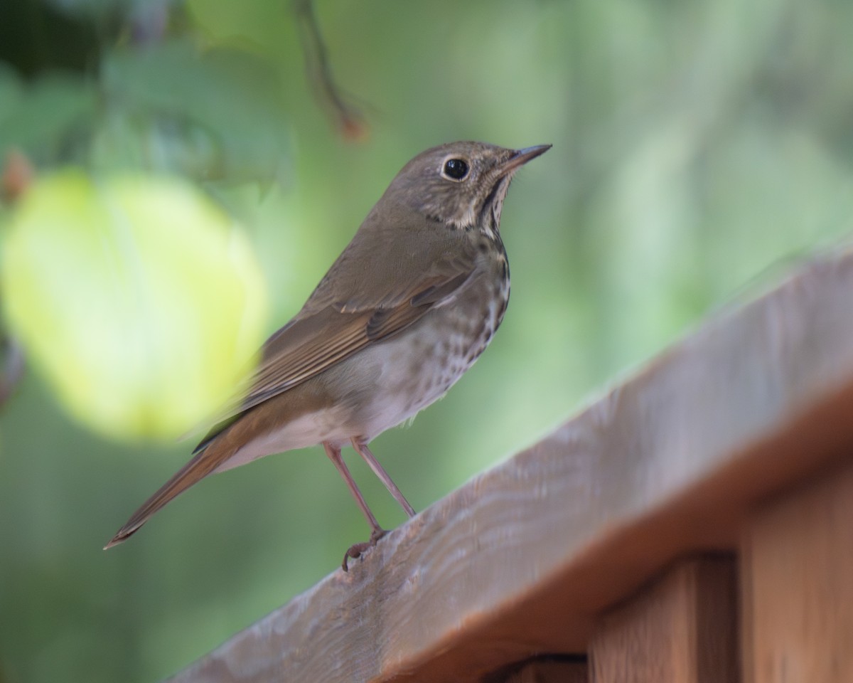 Hermit Thrush - ML646444569