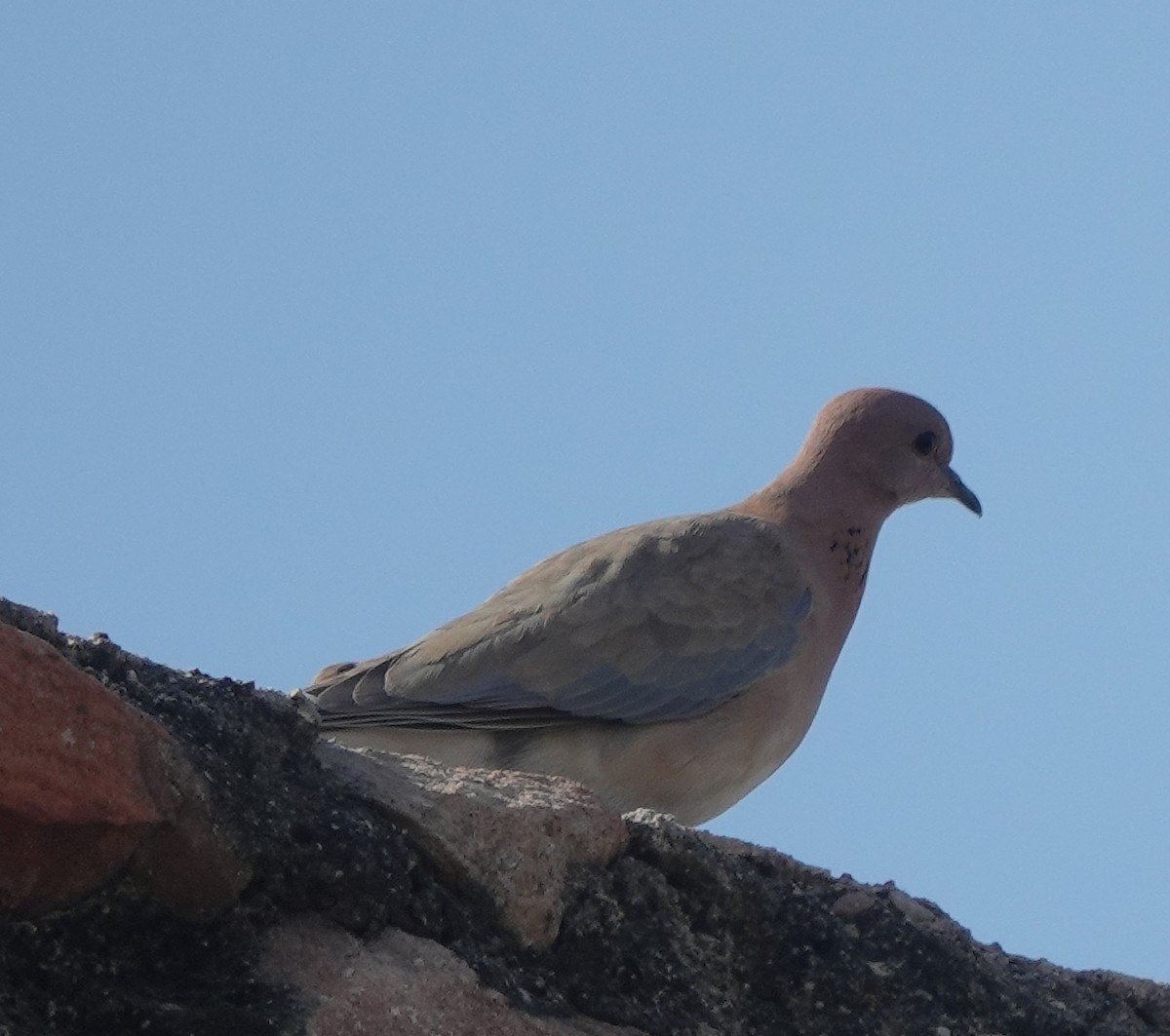 Laughing Dove - ML646444571