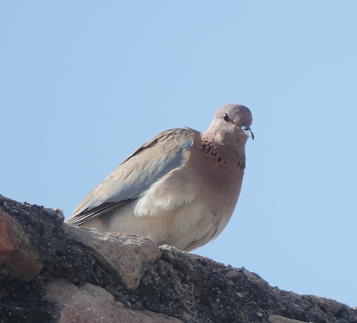 Laughing Dove - ML646444572