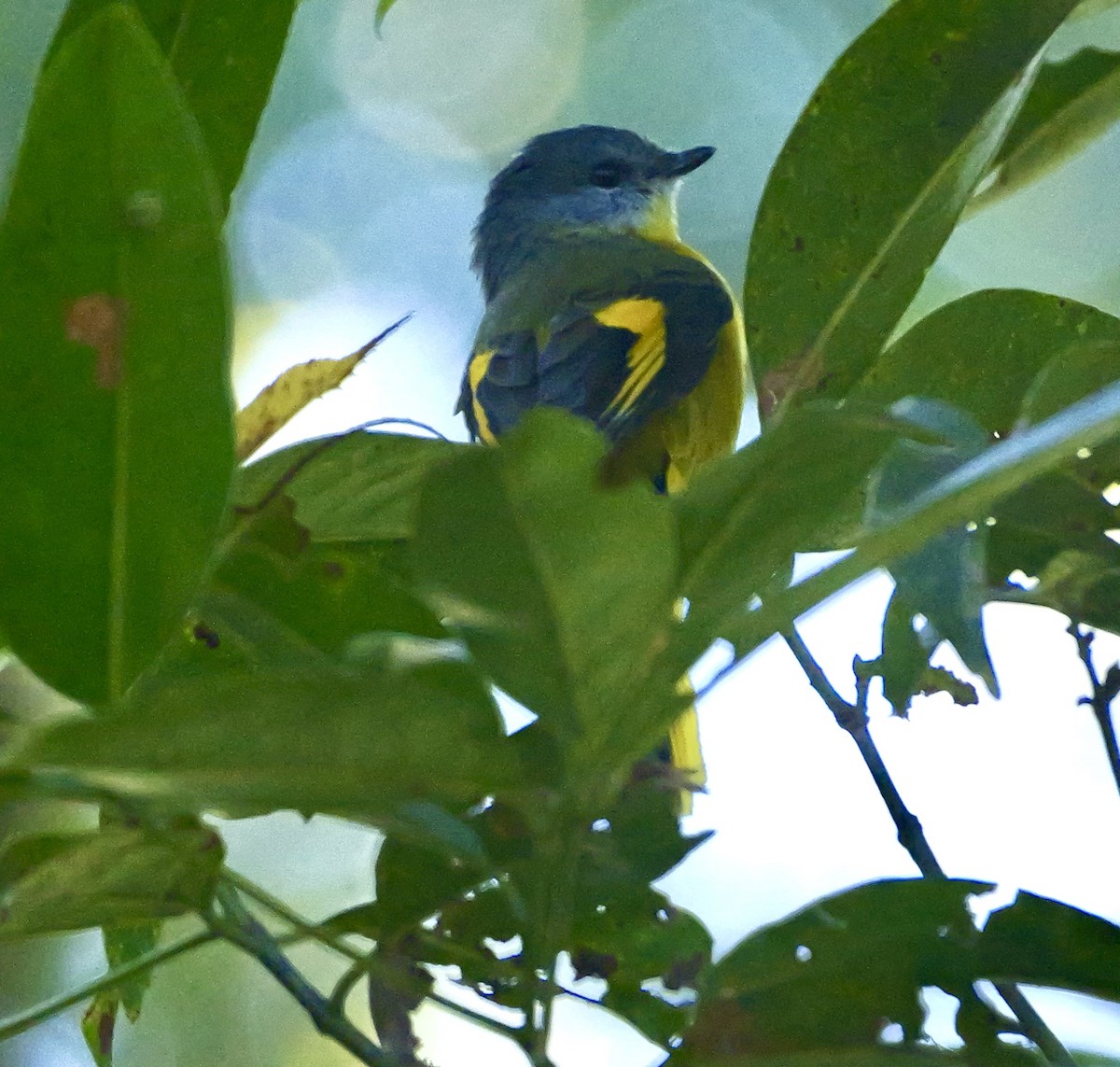 Gray-chinned Minivet (Gray-chinned) - ML646444574
