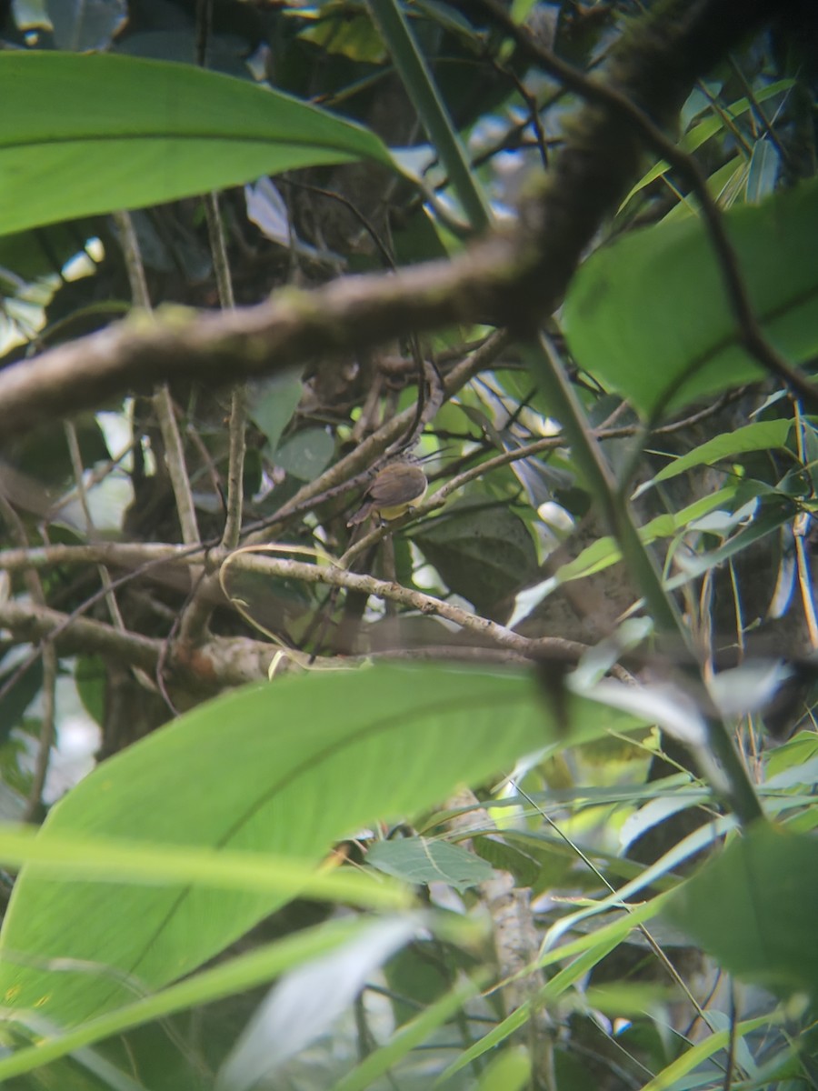 Little Spiderhunter - ML646444575