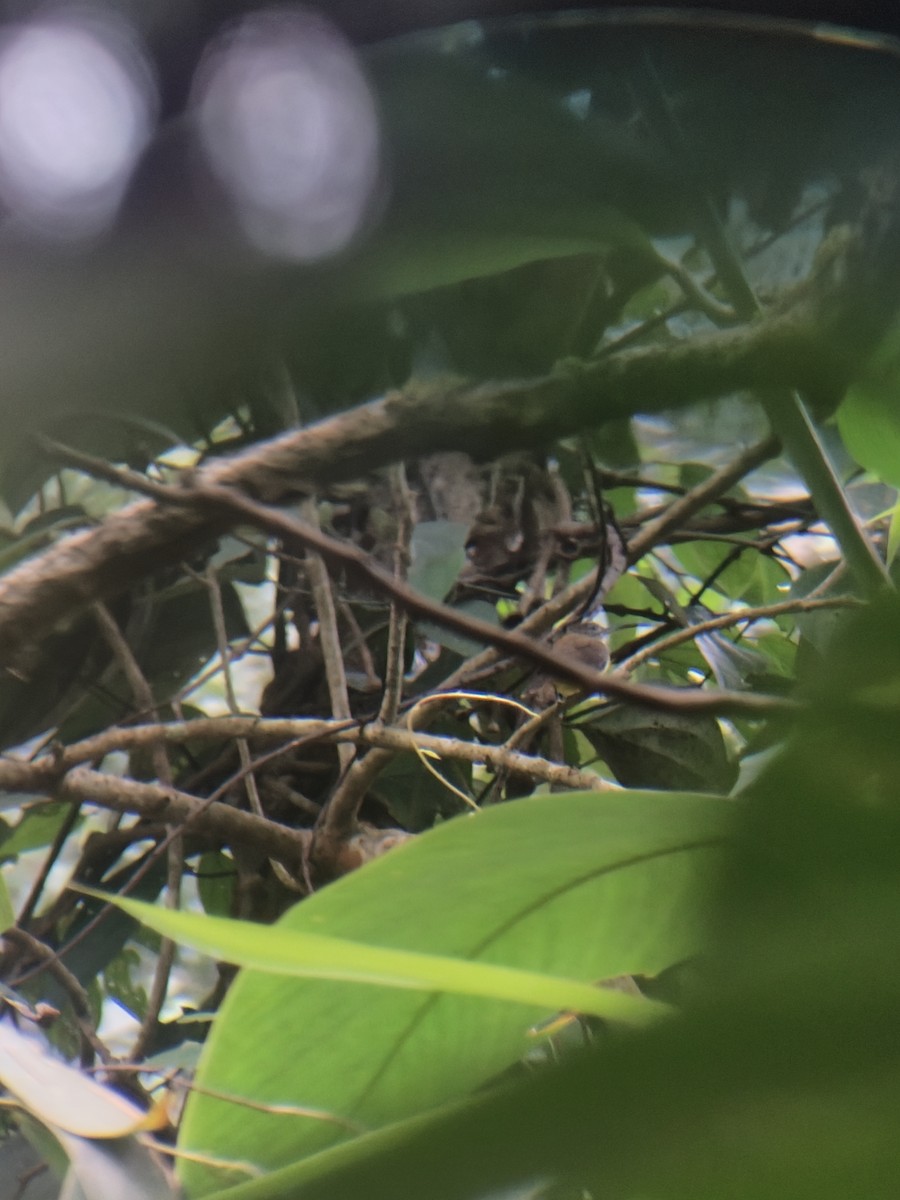 Little Spiderhunter - ML646444576