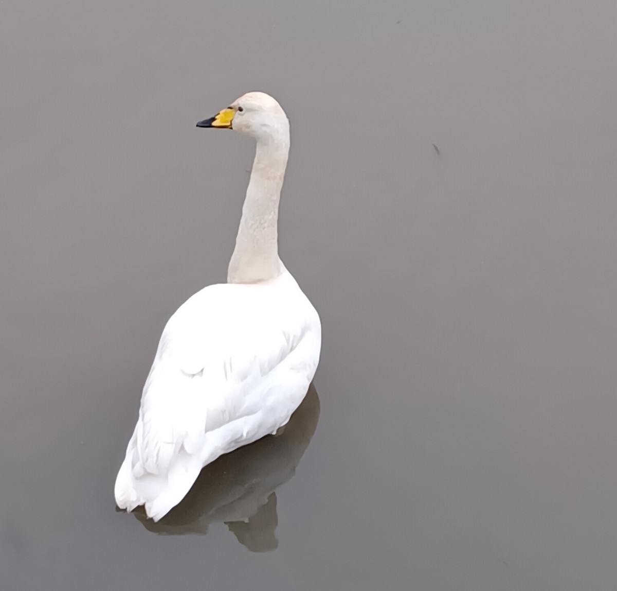 Whooper Swan - ML646444584