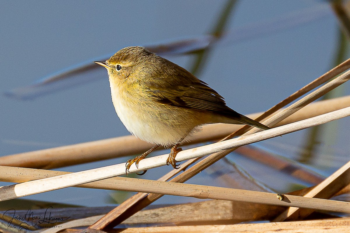 Common Chiffchaff - ML646444585