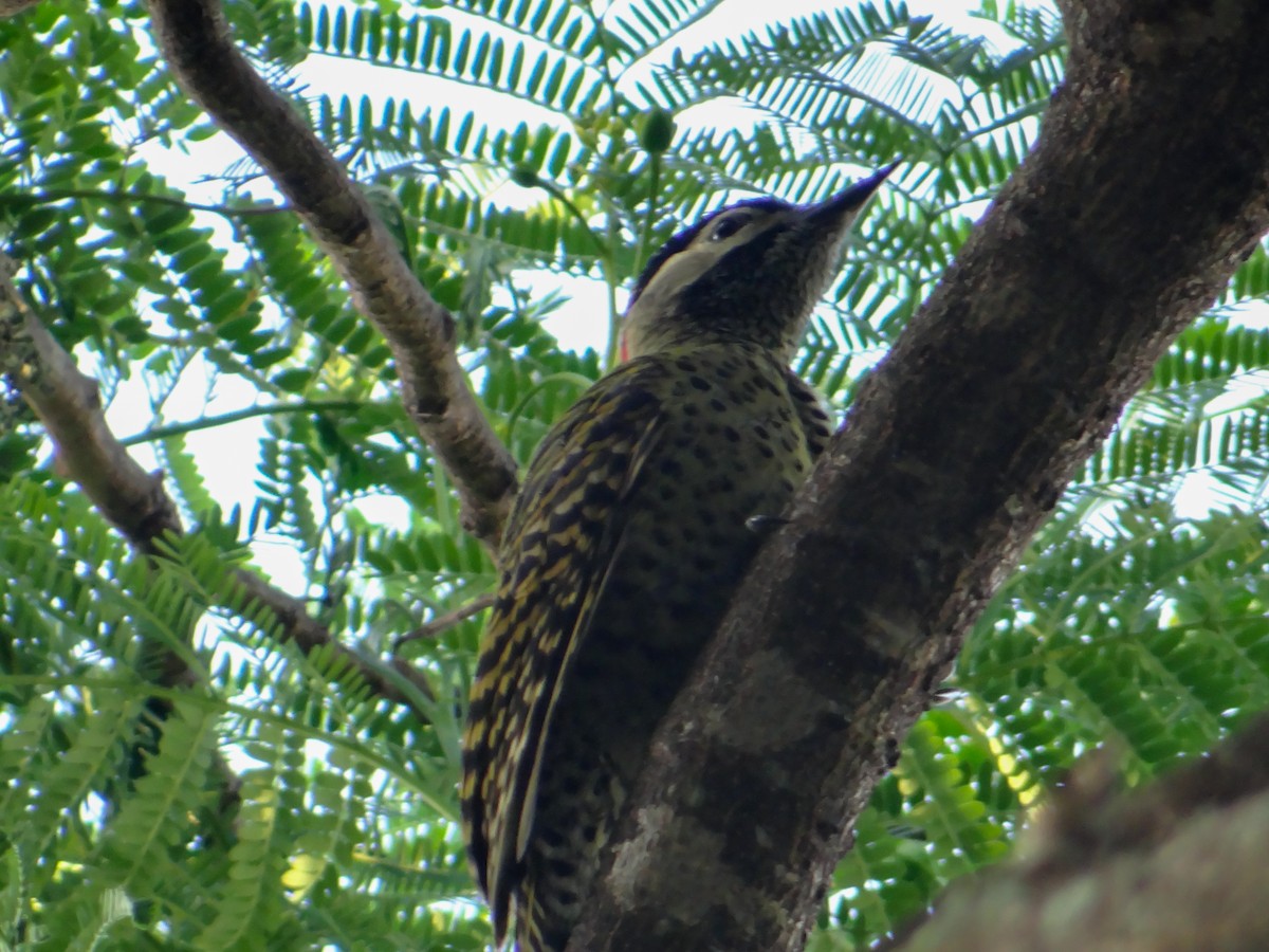 Декол плямистоволий - ML646444586