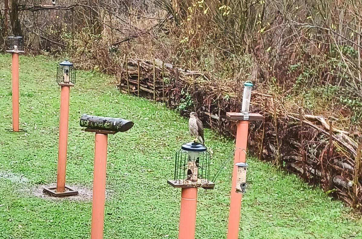 krahujec obecný - ML646444588