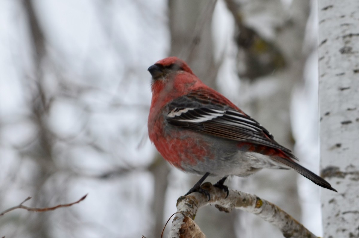 Pine Grosbeak - ML646444592