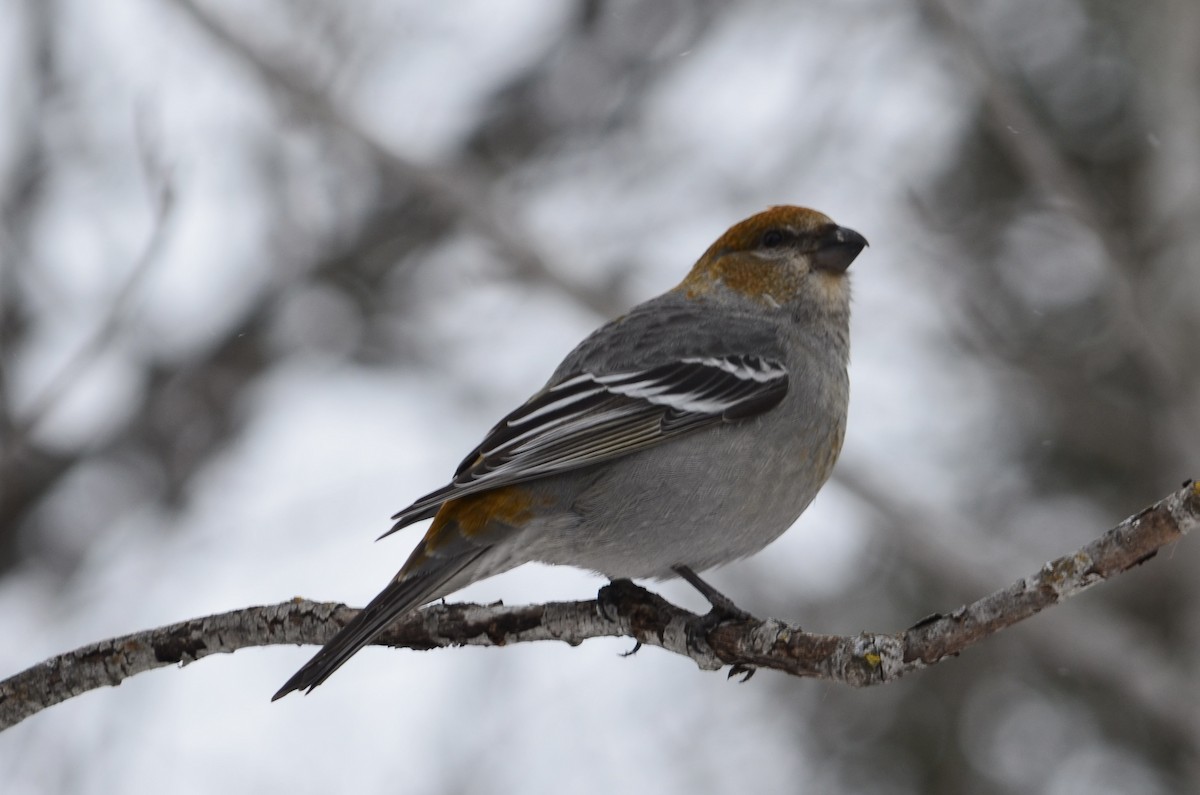 Pine Grosbeak - ML646444593