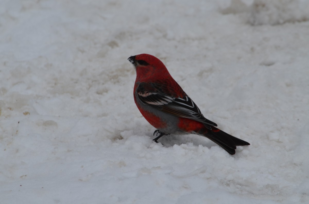 Pine Grosbeak - ML646444594