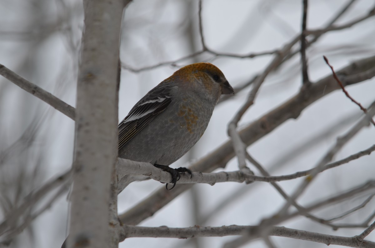 Pine Grosbeak - ML646444595