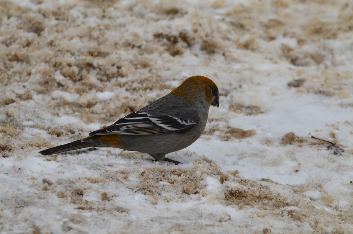 Pine Grosbeak - ML646444596