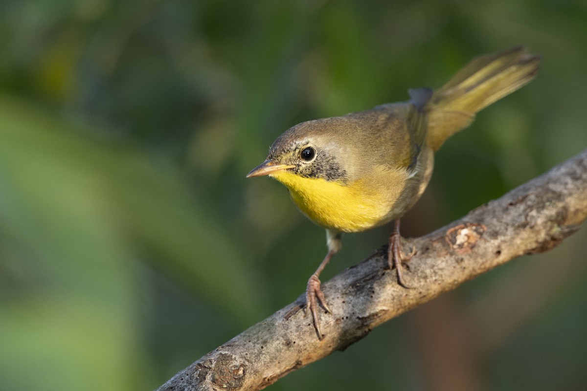 lesňáček žlutohrdlý - ML646444597