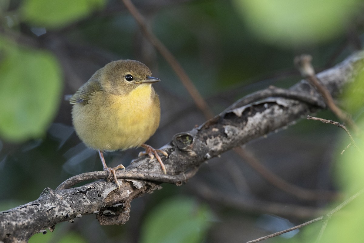 lesňáček žlutohrdlý - ML646444598