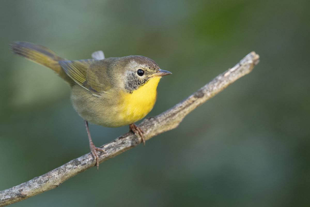 lesňáček žlutohrdlý - ML646444599