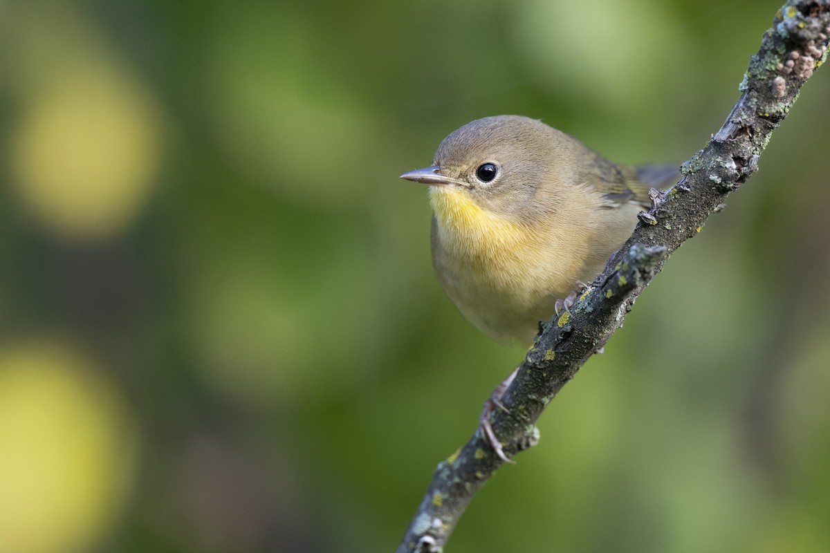 lesňáček žlutohrdlý - ML646444600