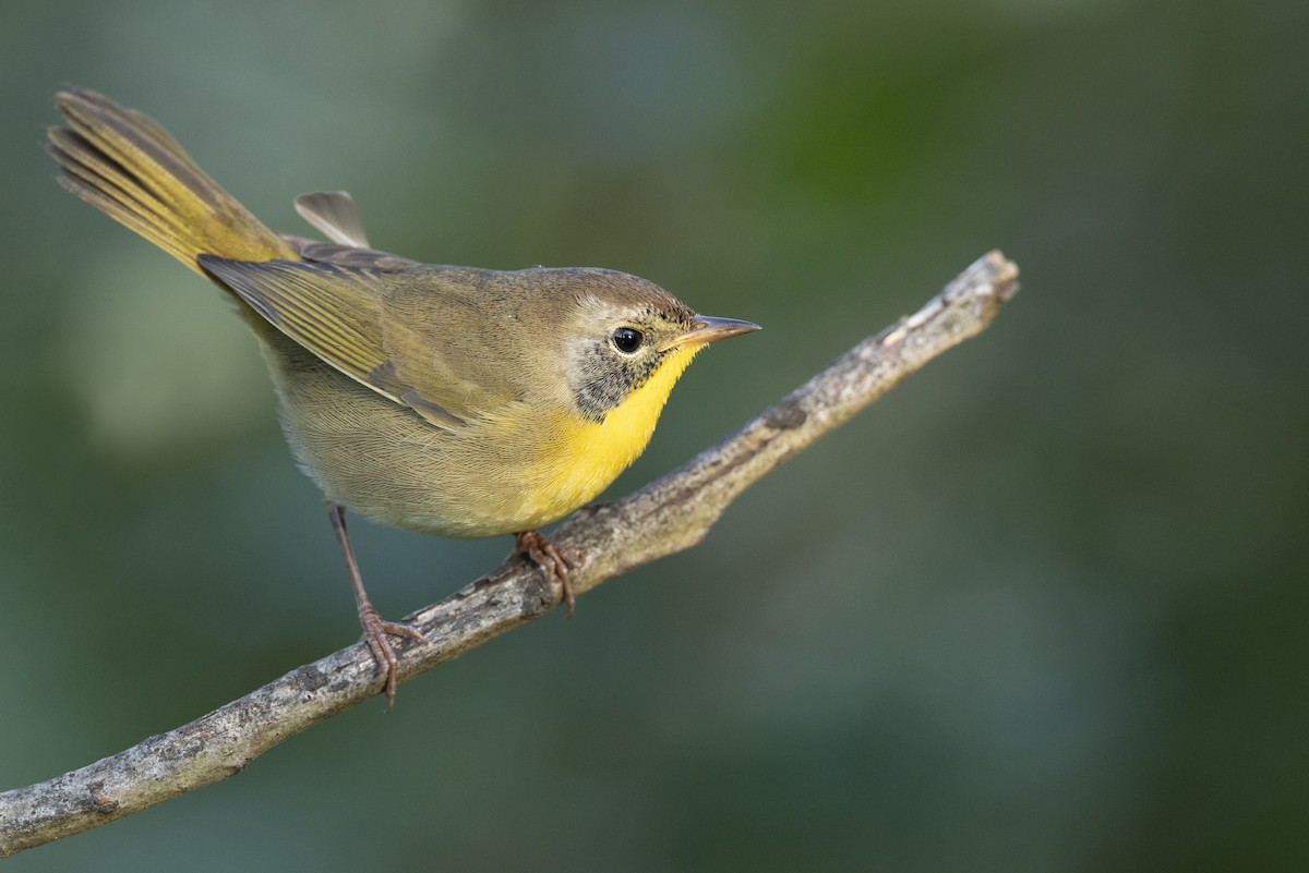 lesňáček žlutohrdlý - ML646444601