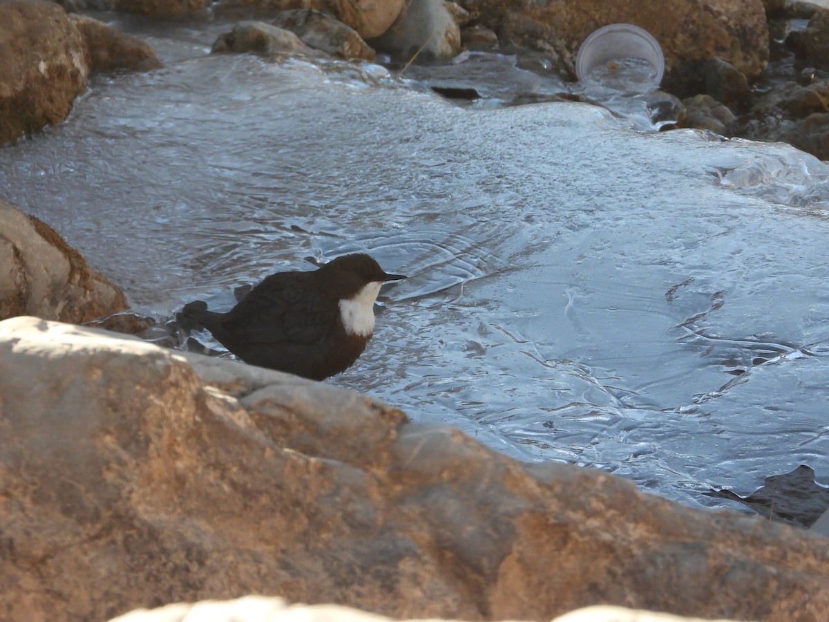 White-throated Dipper - ML646444602