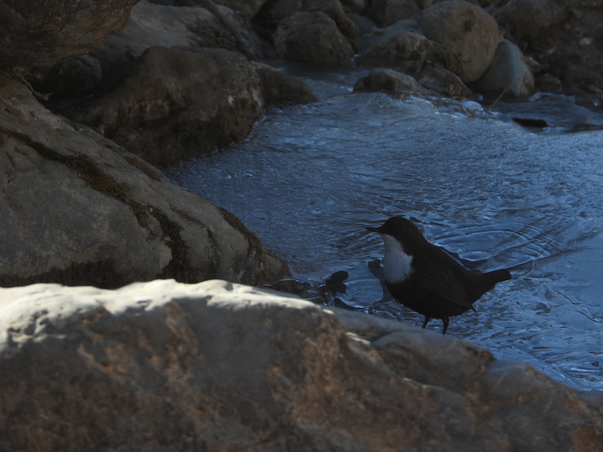 White-throated Dipper - ML646444603