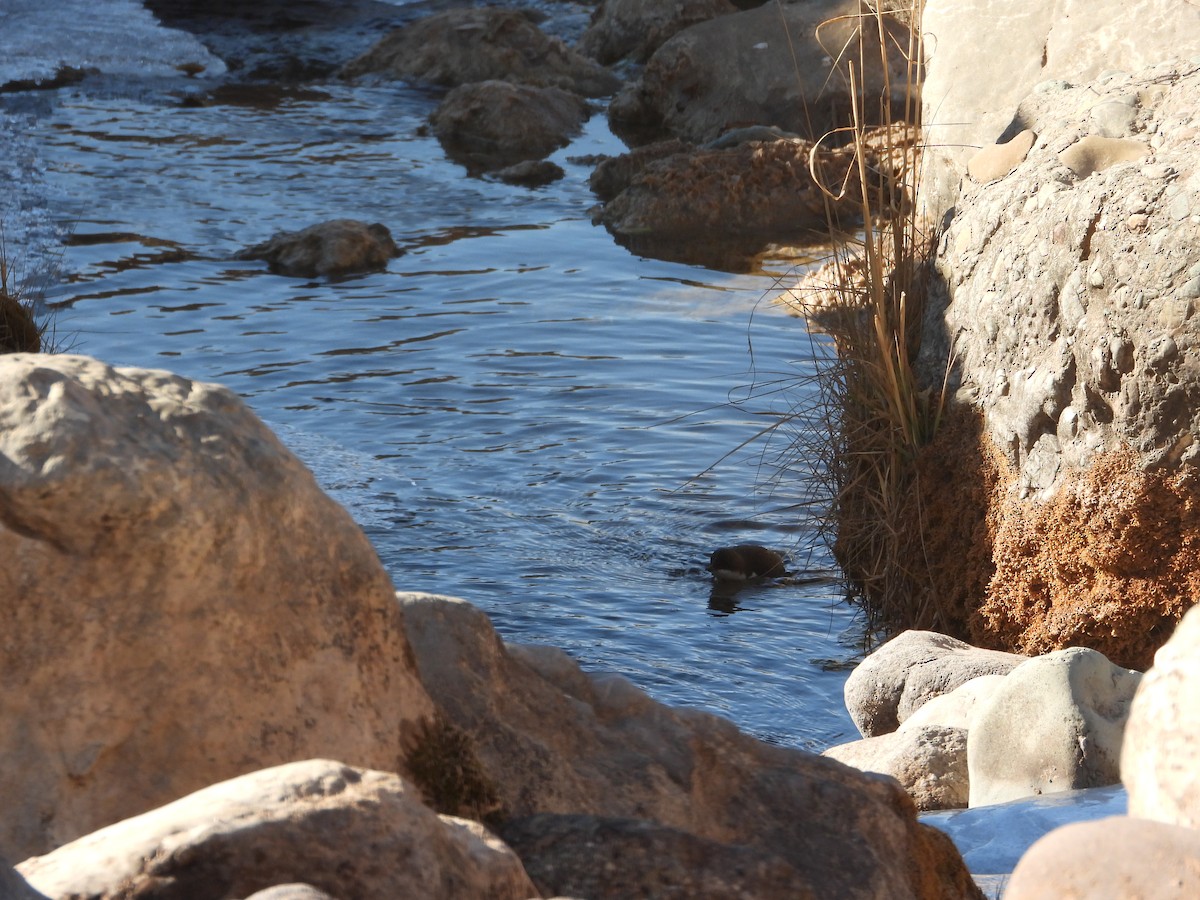 White-throated Dipper - ML646444604
