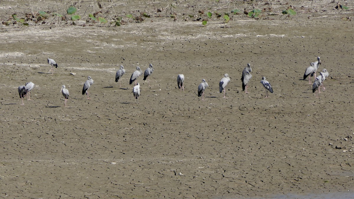 zejozob asijský - ML646444612