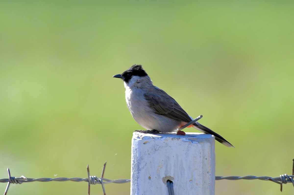 Sooty-headed Bulbul - ML646444613