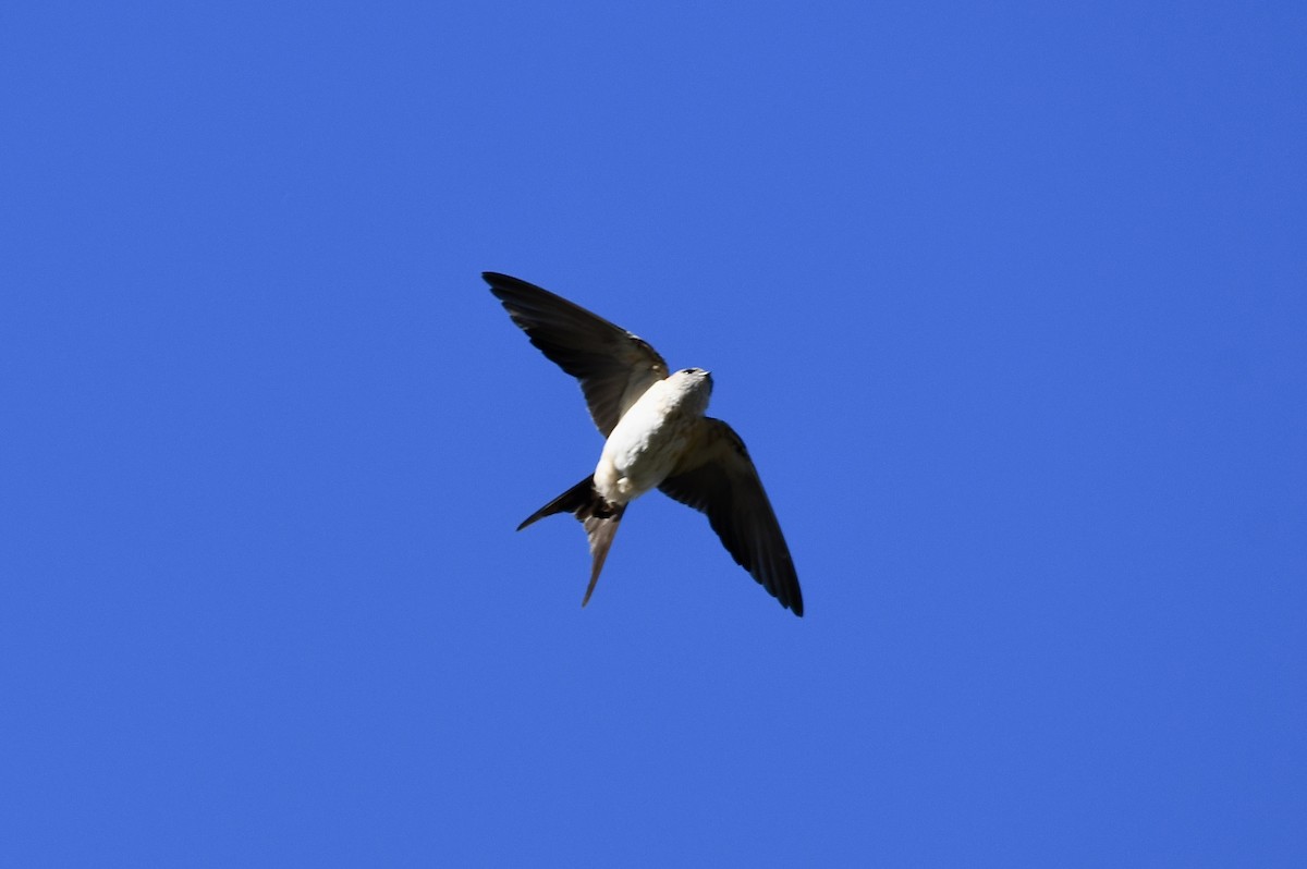 Eastern Red-rumped Swallow (Daurian) - ML646444614