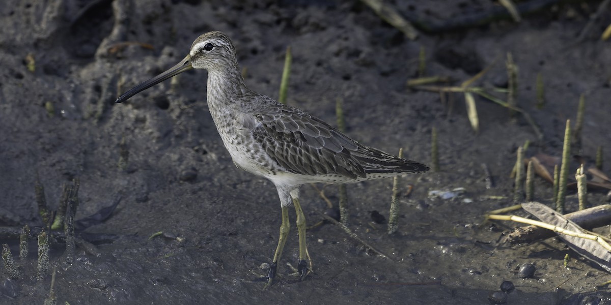 Bécassin roux - ML646444615