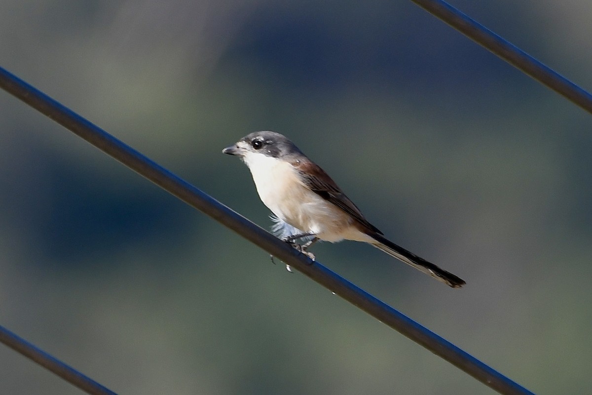 Burmese Shrike - ML646444616