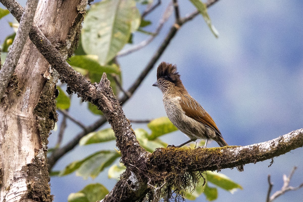 Striated Laughingthrush - ML646444618
