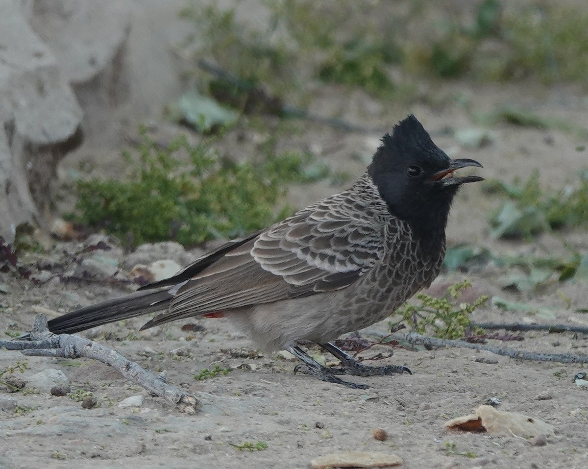 Red-vented Bulbul - ML646444619