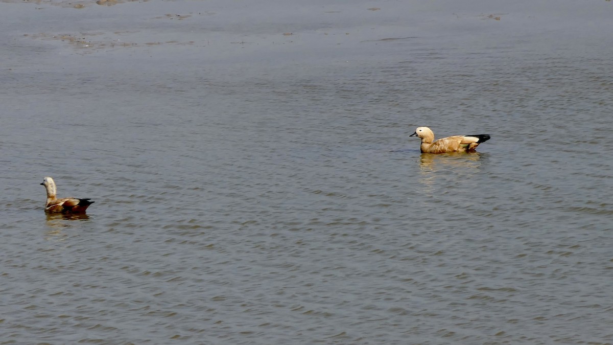 husice rezavá - ML646444620