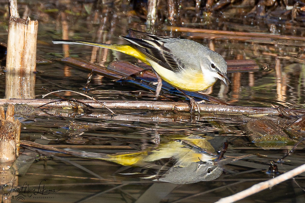 Gray Wagtail - ML646444622