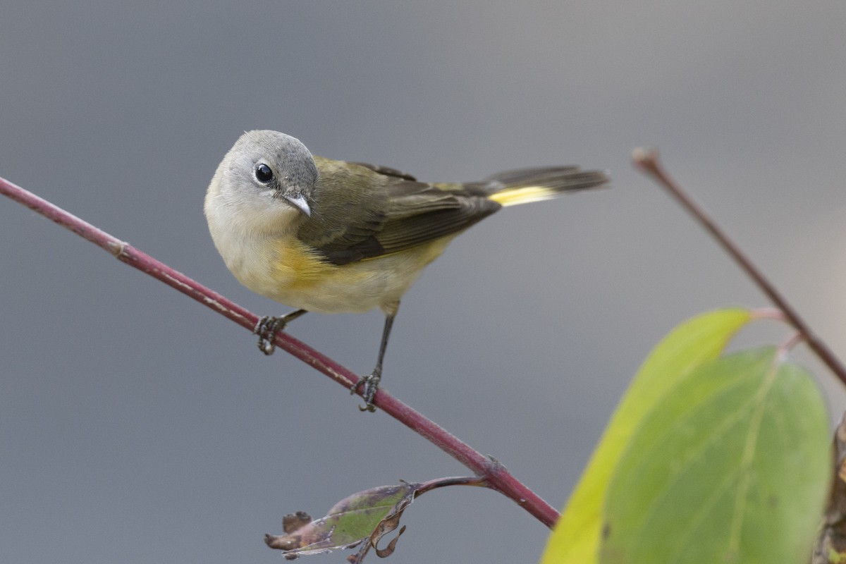 American Redstart - ML646444623
